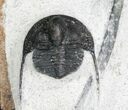 Onnia Trilobite With Occipital Spine #4092-6